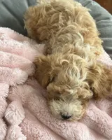 Abby, a female Poodle - Toy  for sale in Chicago, IL – 5 of 5