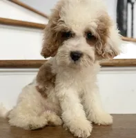 Cavapoo, a male Cavapoo for sale in Chicago, IL – 2 of 7