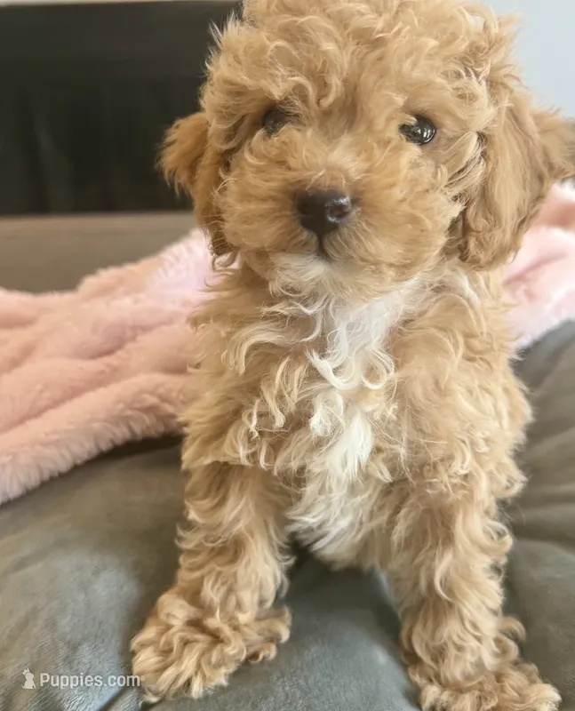 Bella 🎀 – Poodle - Toy  puppy for sale in Chicago, IL