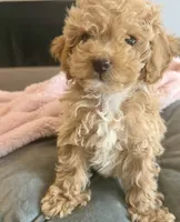 Bella 🎀, a female Poodle - Toy  for sale in Chicago, IL – 1 of 2
