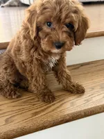 Cubbie, a male Cavapoo for sale in Chicago, IL – 2 of 3