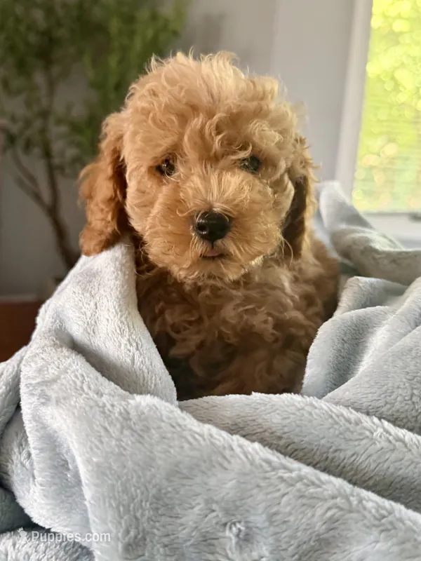 Clyde 🐾 – Poodle - Toy  puppy for sale in Chicago, IL