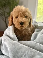 Clyde 🐾, a male Poodle - Toy  for sale in Chicago, IL – 1 of 5
