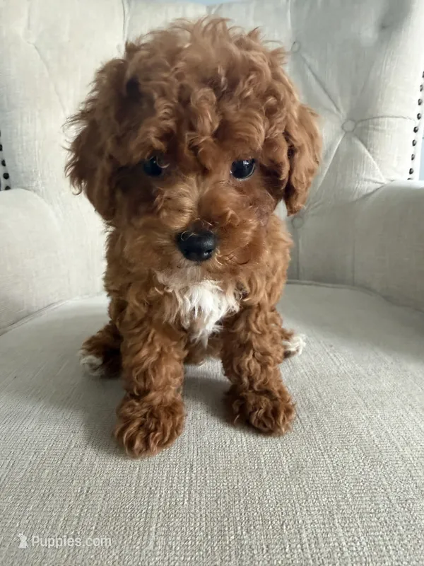 Benji – Poodle - Toy  puppy for sale in Chicago, IL