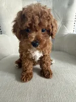 Benji, a male Poodle - Toy  for sale in Chicago, IL – 1 of 4