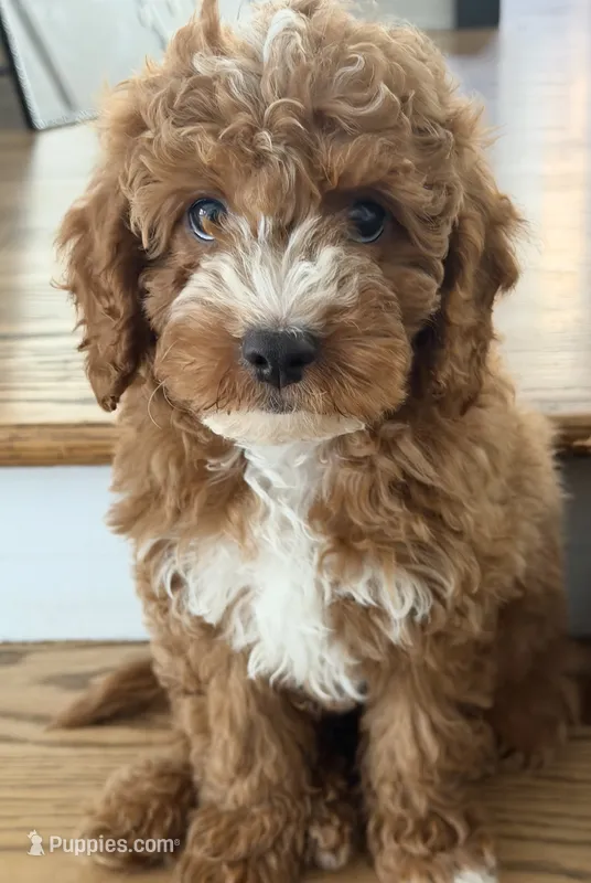 Wrigley  – Cavapoo puppy for sale in Chicago, IL
