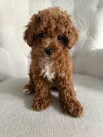 Benji, a male Poodle - Toy  for sale in Chicago, IL – 3 of 4