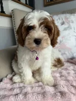 Emma, a female Cavapoo and Poodle - Miniature  for sale in Chicago, IL – 2 of 6