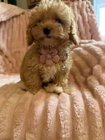 Olivia 🎀🐾, a female Poodle - Toy  for sale in Chicago, IL – 2 of 5