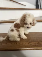 Cavapoo, a male Cavapoo for sale in Chicago, IL – 7 of 7