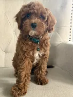 Addison, a male Cavapoo for sale in Chicago, IL – 3 of 3