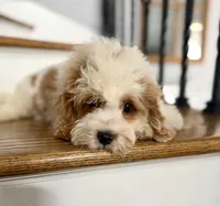 Cavapoo, a male Cavapoo for sale in Chicago, IL – 1 of 7