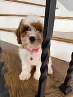 Tessa, a female Cavapoo and Poodle - Miniature  for sale in Chicago, IL – 3 of 5