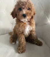 Clark , a male Cavapoo for sale in Chicago, IL – 2 of 3