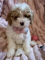 Mia 🎀🐾, a female Poodle - Toy  for sale in Chicago, IL – 5 of 7