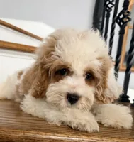 Cavapoo, a male Cavapoo for sale in Chicago, IL – 4 of 7