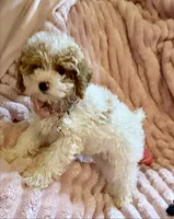 Mia 🎀🐾, a female Poodle - Toy  for sale in Chicago, IL – 3 of 7