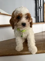 Cassie, a female Cavapoo and Poodle - Miniature  for sale in Chicago, IL – 3 of 6