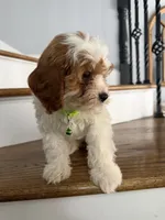 Cassie, a female Cavapoo and Poodle - Miniature  for sale in Chicago, IL – 2 of 6