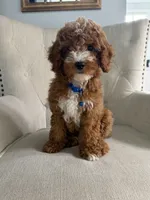 Wrigley, a male Cavapoo for sale in Chicago, IL – 3 of 5