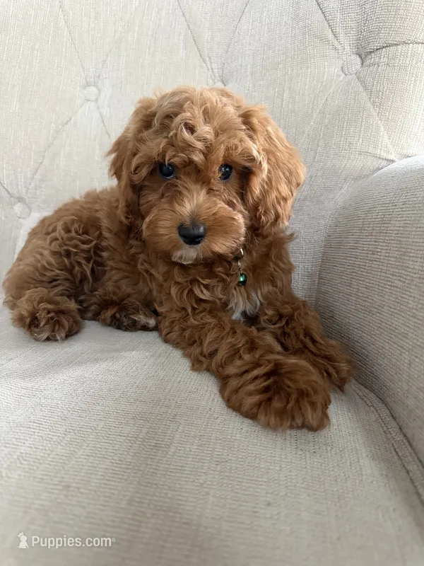 Addison – Cavapoo puppy for sale in Chicago, IL