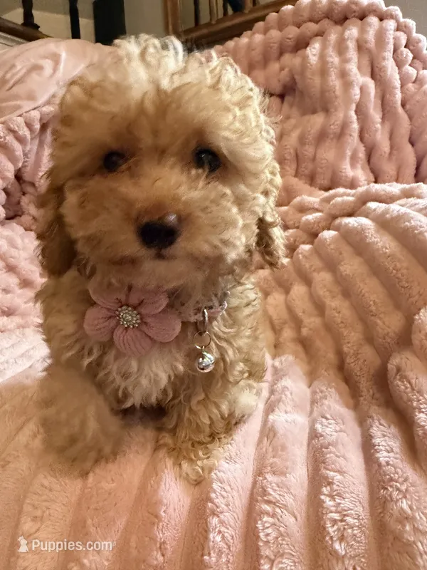 Olivia 🎀🐾 – Poodle - Toy  puppy for sale in Chicago, IL