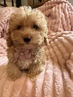 Olivia 🎀🐾, a female Poodle - Toy  for sale in Chicago, IL – 1 of 5