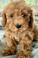 Clyde 🐾, a male Poodle - Toy  for sale in Chicago, IL – 3 of 5