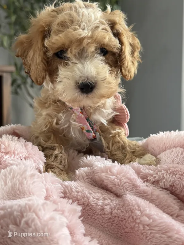 Abby – Poodle - Toy  puppy for sale in Chicago, IL