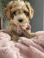Abby, a female Poodle - Toy  for sale in Chicago, IL – 1 of 5