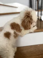 Cavapoo, a male Cavapoo for sale in Chicago, IL – 3 of 7