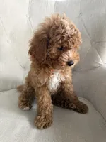 Clark , a male Cavapoo for sale in Chicago, IL – 3 of 3