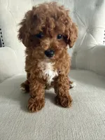 Benji, a male Poodle - Toy  for sale in Chicago, IL – 4 of 4