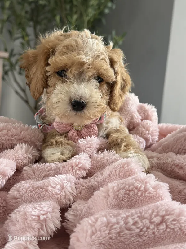 Abby – Poodle - Toy  puppy for sale in Chicago, IL