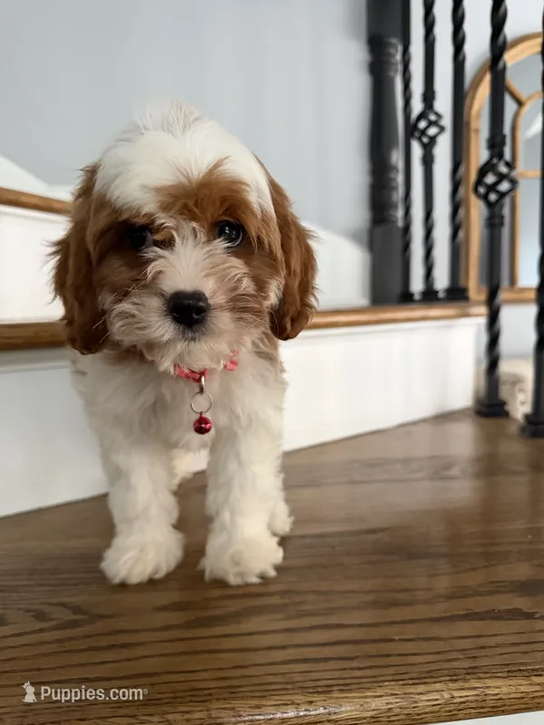 Tessa – Cavapoo, Poodle - Miniature  puppy for sale in Chicago, IL