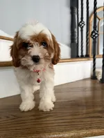 Tessa, a female Cavapoo and Poodle - Miniature  for sale in Chicago, IL – 1 of 5