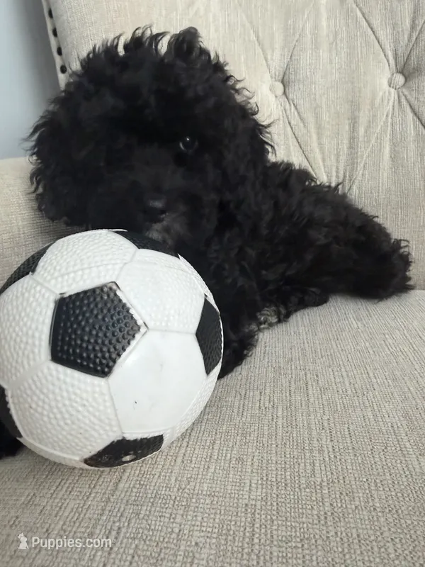Rex – Poodle - Toy  puppy for sale in Chicago, IL