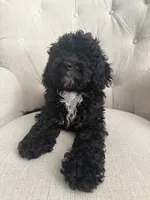 Rex, a male Poodle - Toy  for sale in Chicago, IL – 2 of 3