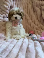 Mia 🎀🐾, a female Poodle - Toy  for sale in Chicago, IL – 7 of 7