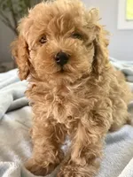 Clyde 🐾, a male Poodle - Toy  for sale in Chicago, IL – 5 of 5