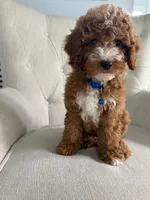 Wrigley, a male Cavapoo for sale in Chicago, IL – 5 of 5