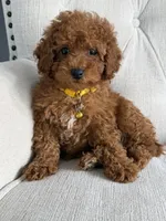 Ginger, a female Poodle - Toy  for sale in Chicago, IL – 4 of 4