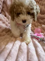 Mia 🎀🐾, a female Poodle - Toy  for sale in Chicago, IL – 2 of 7