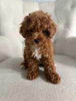 Benji, a male Poodle - Toy  for sale in Chicago, IL – 2 of 4