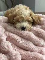 Abby, a female Poodle - Toy  for sale in Chicago, IL – 4 of 5