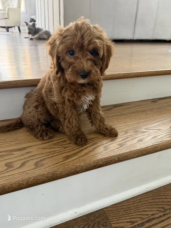 Cubbie – Cavapoo puppy for sale in Chicago, IL