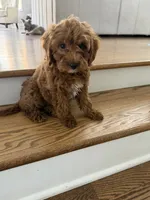 Cubbie, a male Cavapoo for sale in Chicago, IL – 1 of 3