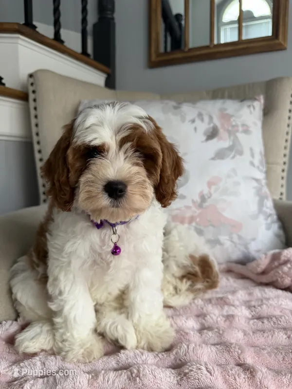 Emma – Cavapoo, Poodle - Miniature  puppy for sale in Chicago, IL