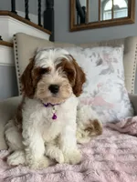 Emma, a female Cavapoo and Poodle - Miniature  for sale in Chicago, IL – 1 of 6