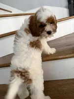 Tessa, a female Cavapoo and Poodle - Miniature  for sale in Chicago, IL – 5 of 5
